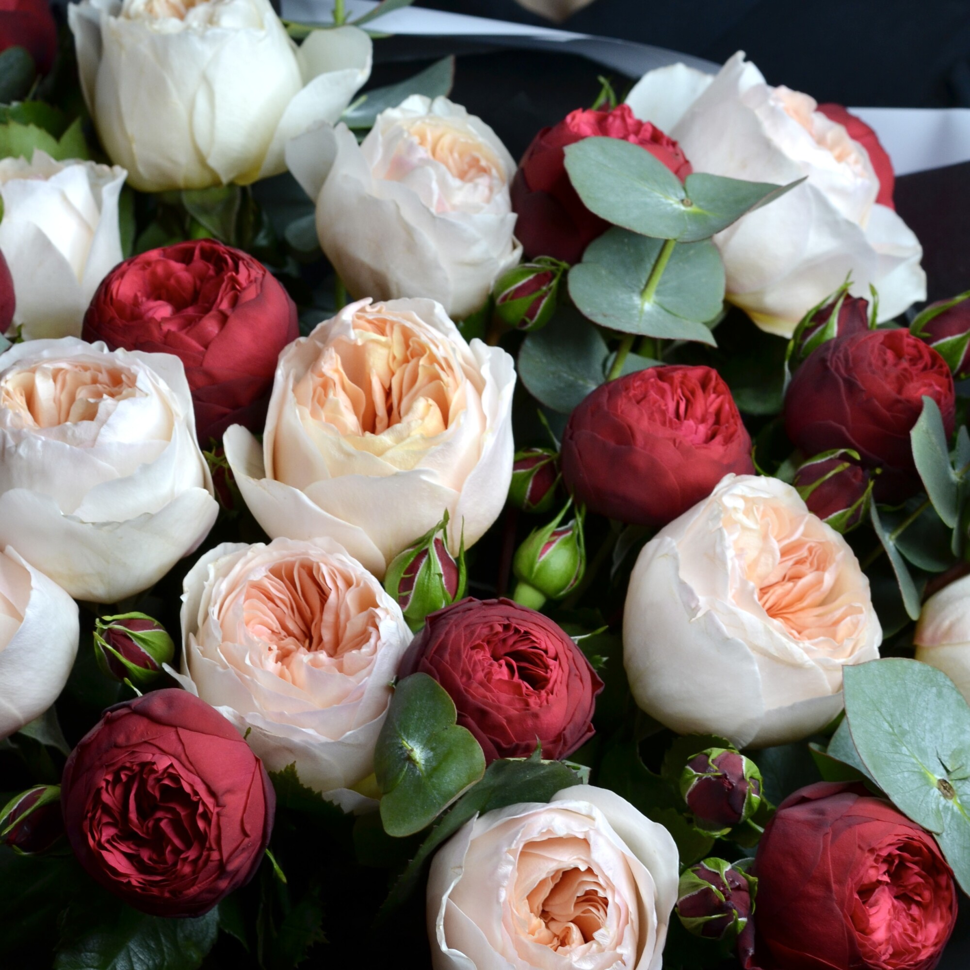 Пионовидные розы Ред Пиано и Джульетта 27 шт с эвкалиптом