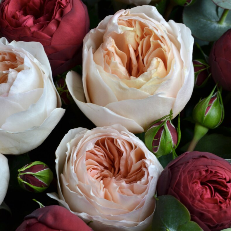 Пионовидные розы Ред Пиано и Джульетта 27 шт с эвкалиптом